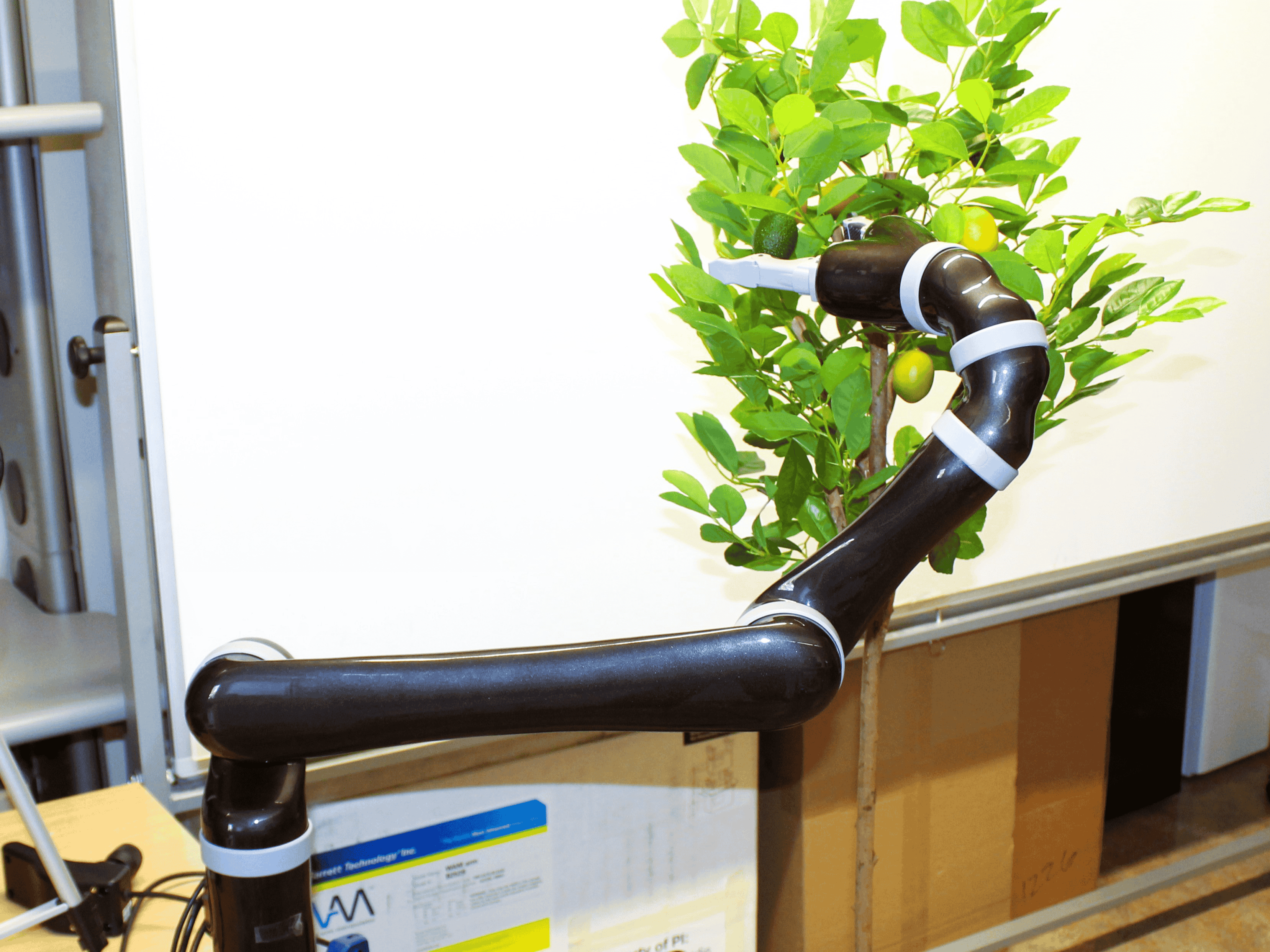 Robotic Lime Picking by Considering Leaves as Permeable Obstacles